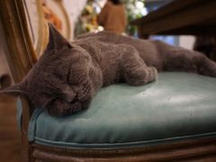 -共舞时光猫咖·狗咖(新街口店)