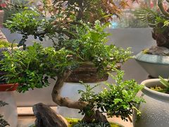 -双季花艺园艺市场(浦东店)