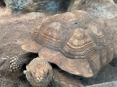 -海南热带野生动植物园