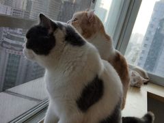 -Heymao猫咖.咖啡厅(东门店)
