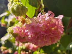 -云溪植物园