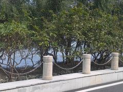 -芒洲湿地公园