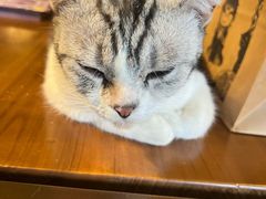 -猫猫幼稚园·撸猫·桌游·电玩