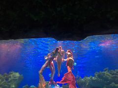 -芜湖新华联大白鲸海洋公园