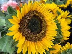 -三圣花乡旅游区