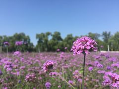 -北京东方普罗旺斯薰衣草庄园