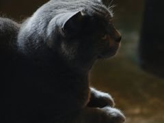 -猫猫幼稚园·撸猫·桌游·电玩