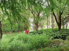 -陈家山荷花公园