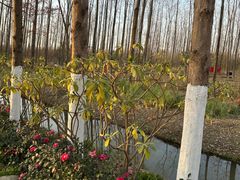 -合肥滨湖国家森林公园