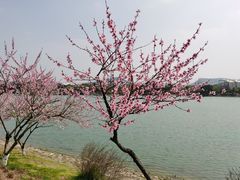 -羊山湖公园