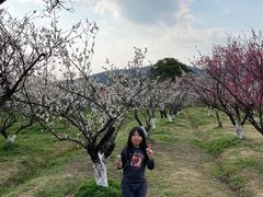 -香雪海