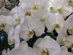 -宝瑞门钉肉饼店