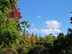 -上海滨江森林公园