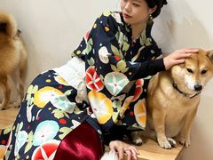 -是阿柴呀！柴犬咖啡·爱喵喵猫咖