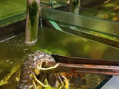 超大皮皮虾-ZF Seafood Restaurant 卓峰海鲜餐