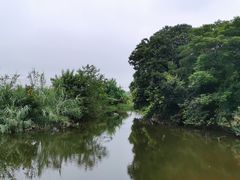 -南汇新场正宗水蜜桃采摘