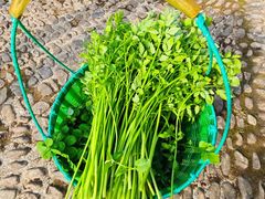 -桑洲油菜花景区