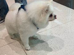 -帕帕拉兹宠物(亚洲旗舰店)