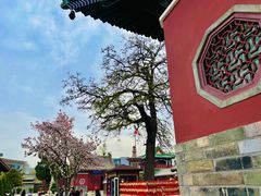 -天津大悲禅院
