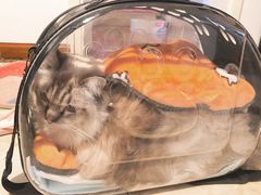 -纳吉亚猫专科动物诊疗中心(蒋宅口分院)