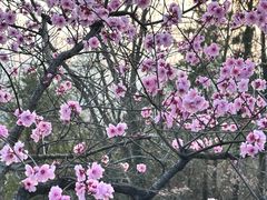 -九华山公园