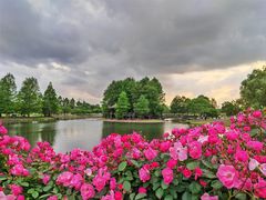 -上海辰山植物园