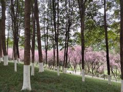 -龙头寺公园