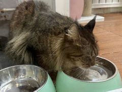 -青奢宠物·青奢猫舍