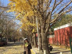 -三里屯东五街银杏大道
