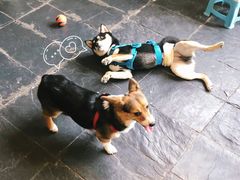 -百好乐宠物友好餐厅(朝外大街店)