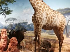 -陕西自然博物馆