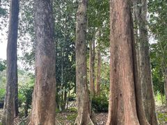 -中国科学院西双版纳热带植物园