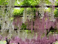 -嘉定紫藤园