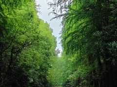 -上海海湾国家森林公园