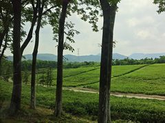 -宜兴龙背山森林公园