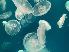 -江和美海洋公园