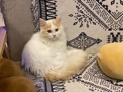 -平行世界·猫咖(首经贸店)
