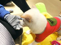 -逗柴咖啡屋·狗咖猫咖宠物桌游
