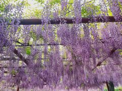 -嘉定紫藤园