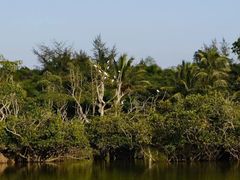 -东寨港红树林旅游区