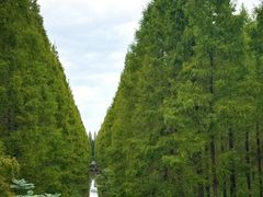 -黄海国家森林公园