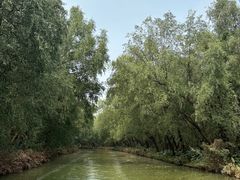 -大湾区中央湿地公园