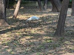 -秦皇岛野生动物园