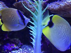 -西雅图水族馆