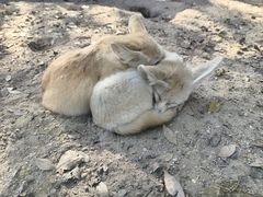 -野生动物园-停车场