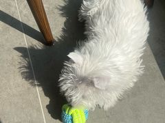 -翊宠yipet猫狗购宠庄园犬舍•猫舍