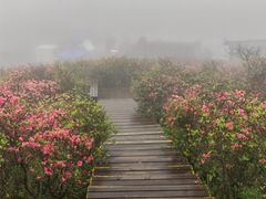 -大围山国家森林公园