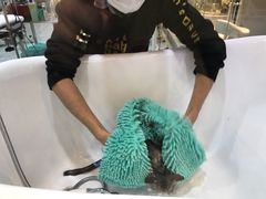 -momokira米努特·德文卷毛猫·棉花面纱犬