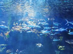 -华夏文旅海洋公园