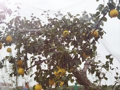 -嘉北郊野公园